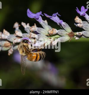 honeybee on violet flower, pollen Stock Photo