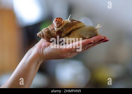 Big brown snail Achatina on hand. The African snail, which is grown at home as a pet, and a lso used in cometology. Animal side view on an isolated bl Stock Photo