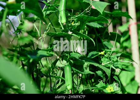 Cucumber vine growing in the organic farm Stock Photo