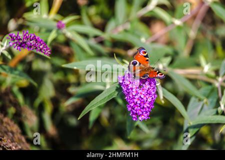 European peacock butterfly (Aglais Io) on purple blood of the Buddleja davidii bush Stock Photo