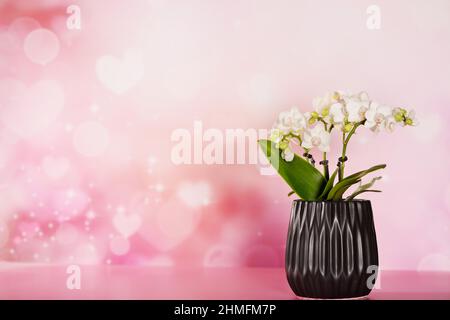 little purple orchid in a black pot, on a pink background with hearts and sparkls Stock Photo