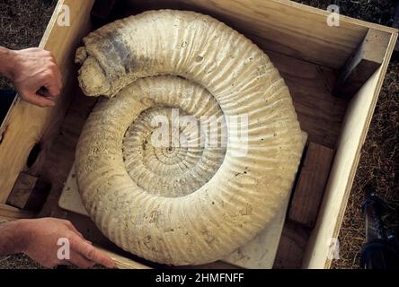 Giant Ammonite fossil awaits sale at the Tucson Gem and Mineral Show Stock Photo