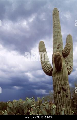 Approaching storm during the summer monsoon in Saguaro National Park East, Tucson, Arizona Stock Photo