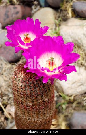 Arizona Rainbow Cactus (Echinocereus rigidissimus), Southern Arizona, USA Stock Photo
