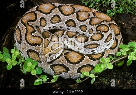 Russell's Viper (Daboia russelii), India Stock Photo