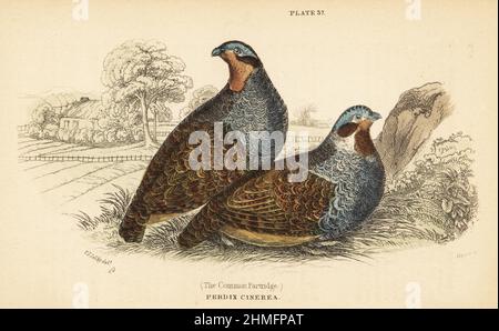 Grey partridge, Perdix perdix, pair of gamebirds in a farmyard. Handcoloured steel engraving by Lizars after an illustration by Prideaux John Selby from J.M. Bechstein’s Cage and Chamber-Birds, George Bell, Covent Garden, London, 1889. Stock Photo