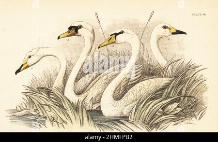 Whooper or hooper swan, Cygnus cygnus 1, mute swan, Cygnus olor 2, Polish swan, Cygnus olor 3, and Bewick's swan, Cygnus bewickii, or tundra swan, Cygnus columbianus 4. Handcoloured steel engraving by Lizars after an illustration by James Stewart from J.M. Bechstein’s Cage and Chamber-Birds, George Bell, Covent Garden, London, 1889. Stock Photo
