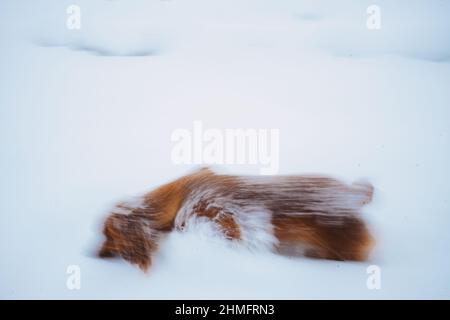 Spaniel in the snow Stock Photo