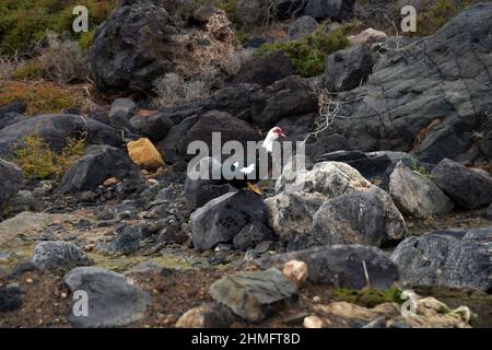 View of a domestic Muscovy duck standing on rocks Stock Photo