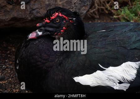 Close-up shot of a Domestic Muscovy duck sitting on the ground Stock Photo