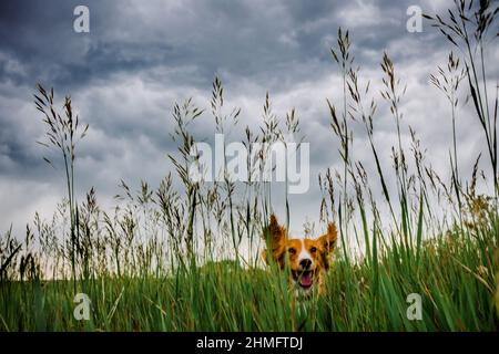 Happy cocker spaniel jumping through tall grass field Stock Photo