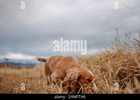 Cocker Spaniel sitting next to a river, rural landscape Stock Photo