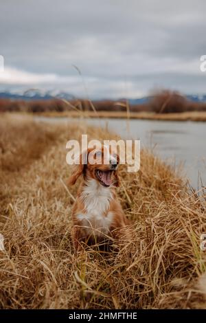 Cocker Spaniel sitting next to a river, rural landscape Stock Photo