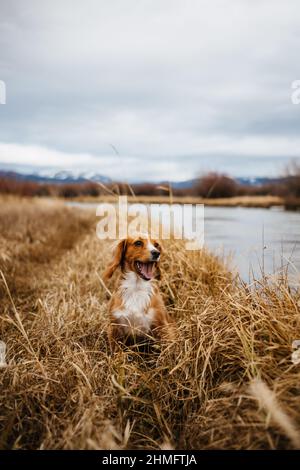 Cocker Spaniel sitting next to a river, rural landscape Stock Photo