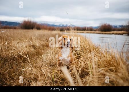 Cocker Spaniel sitting next to a river, rural landscape Stock Photo