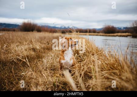 Cocker Spaniel sitting next to a river, rural landscape Stock Photo