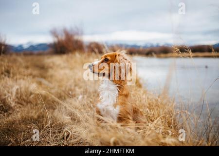 Cocker Spaniel sitting next to a river, rural landscape Stock Photo
