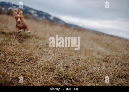 Cocker Spaniel sitting next to a river, rural landscape Stock Photo
