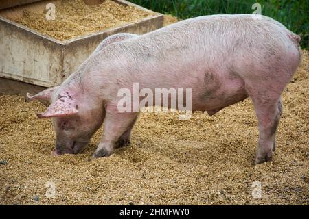 Close-up of Sow Pig Eating in a Pen Stock Photo