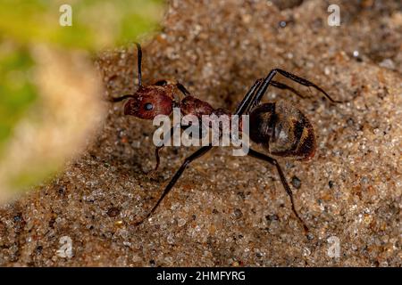 Adult Odorous Ant of the species Dolichoderus quadridenticulatus Stock Photo