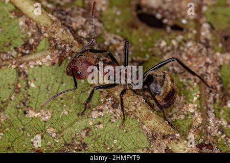 Adult Odorous Ant of the species Dolichoderus quadridenticulatus Stock Photo