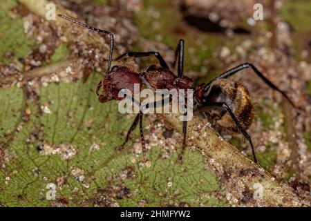 Adult Odorous Ant of the species Dolichoderus quadridenticulatus Stock Photo