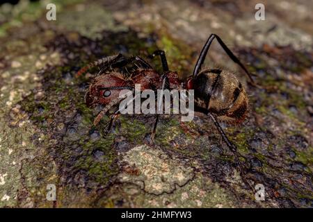 Adult Odorous Ant of the species Dolichoderus quadridenticulatus Stock Photo