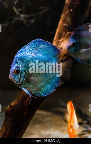 Close-up shot of a discus fish swimming in clear crystal water of a freshwater aquarium