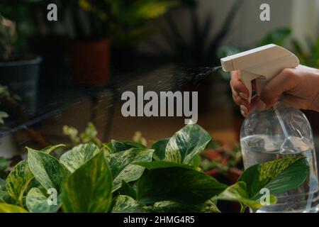 Close-up of unrecognizable young woman florist spraying water on houseplants in flowerpots by sprayer. Stock Photo