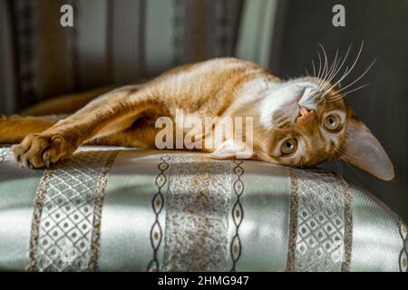Red cat of Abyssinian breed lies on chair in funny pose. Cose-up. Stock Photo