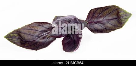 Fresh Red basil (ocimum basilicum) on white background. Stock Photo