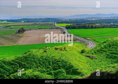 View of cows, and the landscape of Jezreel valley countryside, viewed from Megiddo, Northern Israel Stock Photo