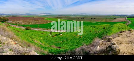 Panoramic view of cows and the landscape of Jezreel valley countryside, viewed from Megiddo, Northern Israel Stock Photo