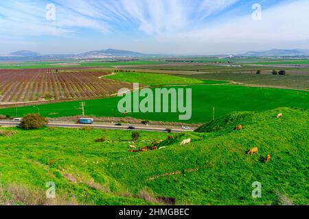 View of cows, and the landscape of Jezreel valley countryside, viewed from Megiddo, Northern Israel Stock Photo