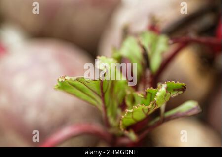 Green and red beetroot leaves on a bunch of beetroots Stock Photo