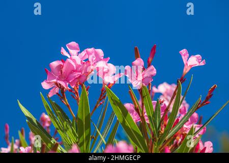 Nerium oleander flowers on a blue sky background. Stock Photo