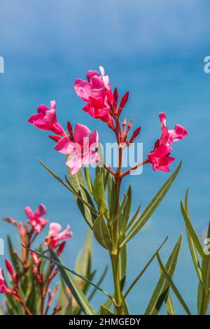 Nerium oleander flowers on a blue sky background. Stock Photo