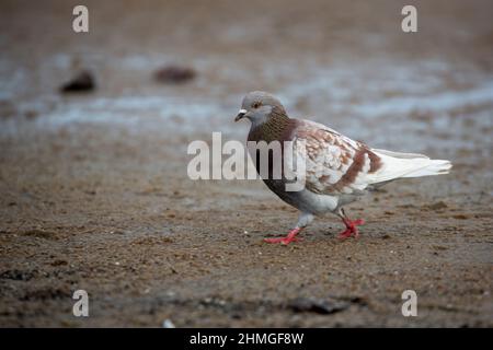 Pigeon in the run in the wild Stock Photo