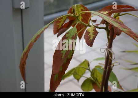 avocado tree fighting the cold Stock Photo