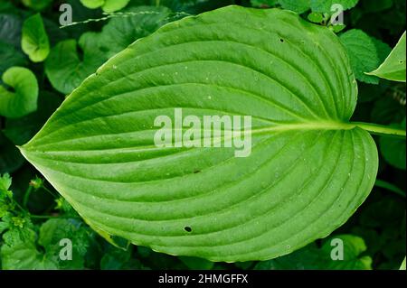 Beautiful strong ribs on a green hosta leaf. Stock Photo