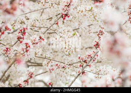 Beautiful nature scene with blooming apricot tree at sunny day in springtime. Stock Photo