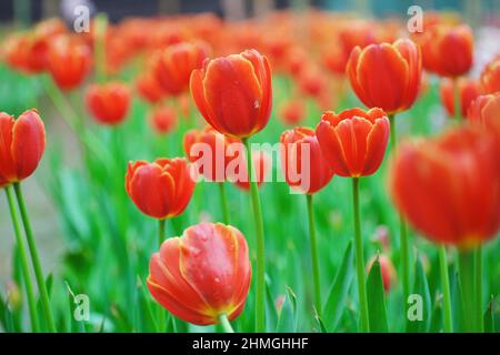 Tulip flower bloom in winter.Bulb plant. Stock Photo