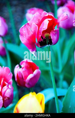 Tulips at Sherwood Garden in Baltimore City, Maryland. Stock Photo