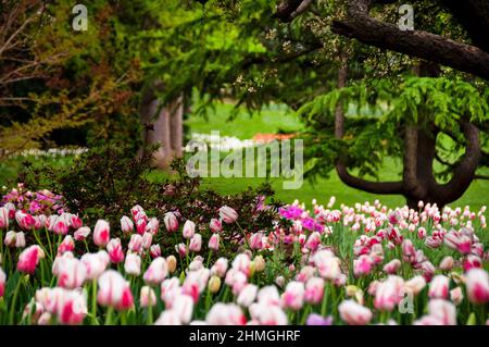 Sherwood Gardens in Baltimore City, Maryland. Stock Photo