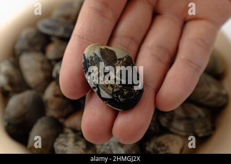 short neck clam on a white background Stock Photo