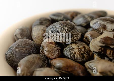 short neck clam on a white background Stock Photo