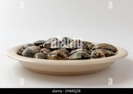 short neck clam on a white background Stock Photo