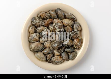 short neck clam on a white background Stock Photo