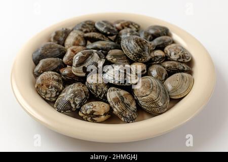 short neck clam on a white background Stock Photo