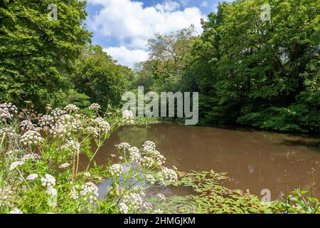 Pond in an area known as the Lost Valley, Heligan Estate, Cornwall, UK Stock Photo